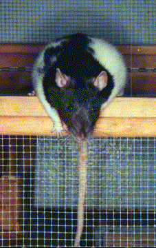[Bandit's Perch]