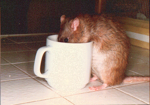 [Krinkle & Coffee]
