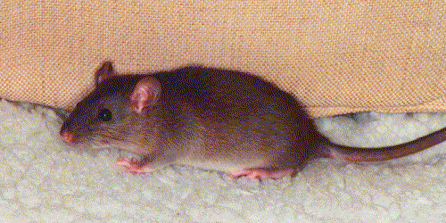 [Baby Truffle]