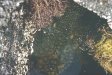  [Seaweeds (limu) on our reef at Hale Pōhaku] 