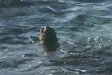  [Sea turtle in our bay at Hale Pōhaku] 