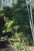 Rhapis palms at the entrance to the breezeway at Hale Pōhaku