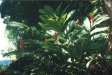 Ginger along north side of Hale Pōhaku, outside our windows