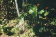 Anthuriums at the entrance to the breezeway at Hale Pōhaku