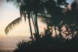  [Through the palms, just before sunset, from our HalePōhaku lānai] 
