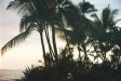  [Palms on northern point from Hale Pōhaku] 
