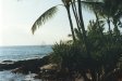 [Palms on point, from lānai at Hale Pōhaku] 