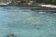  [Honu in the Turtle Lagoon at Hale Pōhaku] 