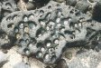  [Urchin pocked lava rock at Hale Pōhaku] 