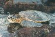  [Sea turtle in our little bay at Hale Pōhaku] 