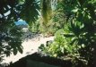  [Our sandy beach through the foliage at Hale Pōhaku] 